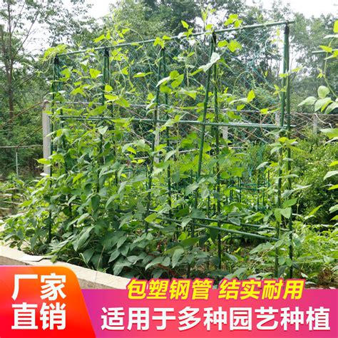 植物爬藤架|5种爬藤架，我搭的这几种瓜架、豆角架，简单又结实